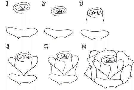 Рисованная Роза, заказать рисунок розы карандашом