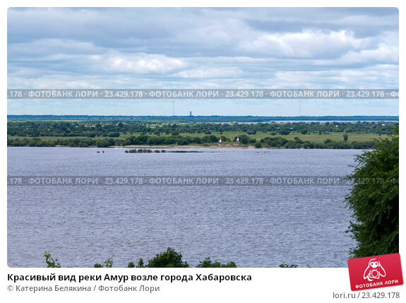 Абрикос Крымский амур – купить саженцы в интернет-магазине 