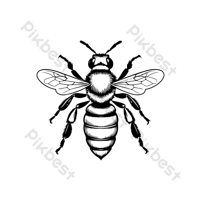 Рисунок пчелы, пчела, honey Bee, графика, насекомые png 