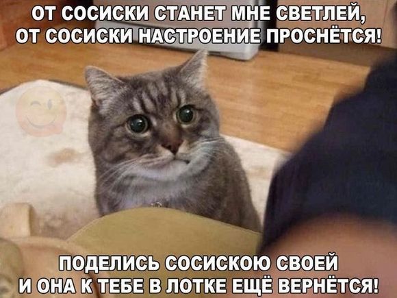 Смешные и прикольные фотографии домашних котов и кошек 