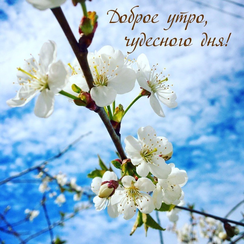 Открытка Доброго весеннего утра! 