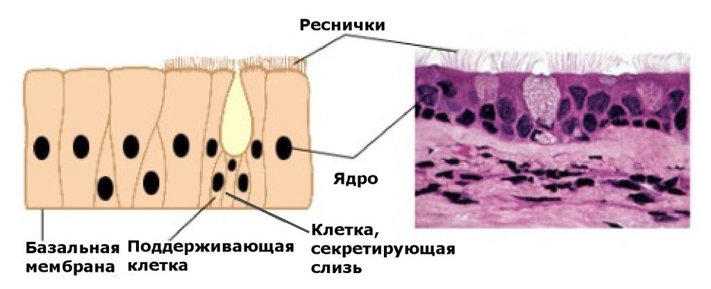 Рисунки ткани человека 