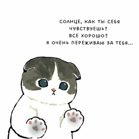 ○Коты на аву ○ • 