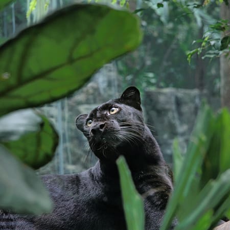 Обои nature, cat, panther, wild, black panther на телефон и 