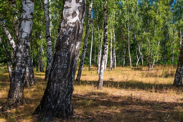 Этот красивый уродец