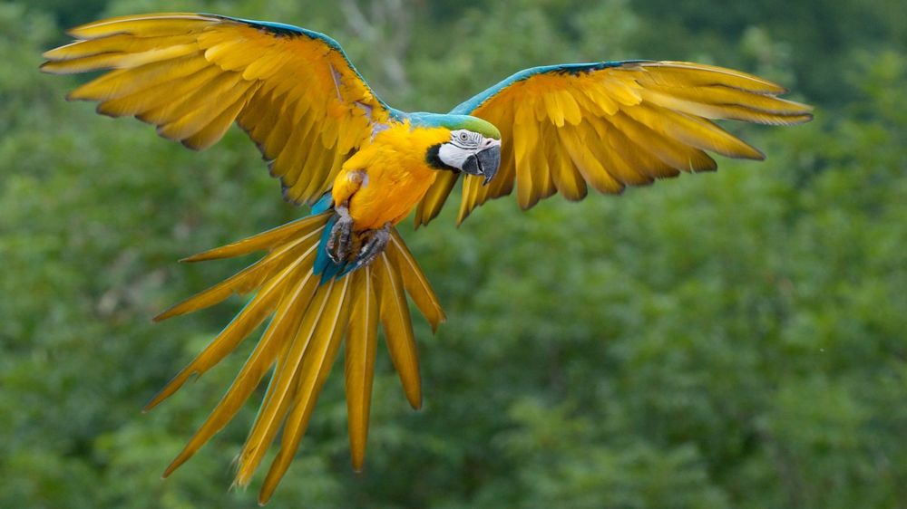 Волнистый попугай / Melopsittacus undulatus