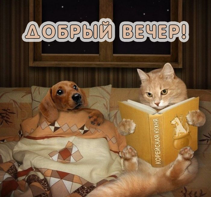 Прикольные картинки Добрый вечер с 