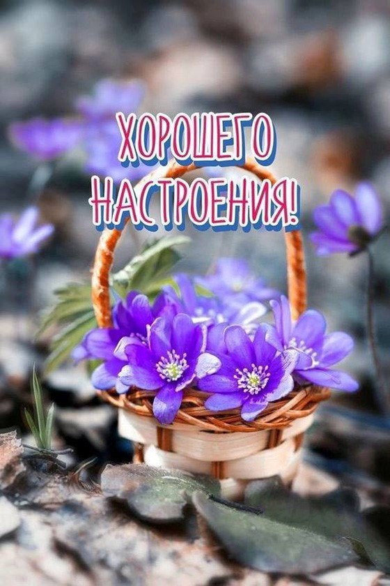 Картинки С добрым утром с цветами 🌹