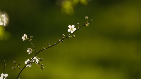 Картинки для рабочего стола компьютера весна красивая природа 