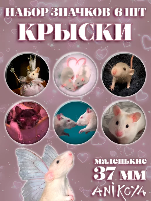 Милые крыски сфинкс