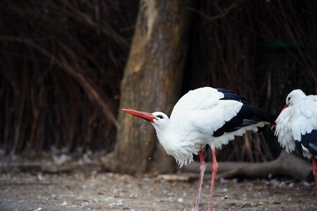 Более 3 000 работ на тему «Two Storks 