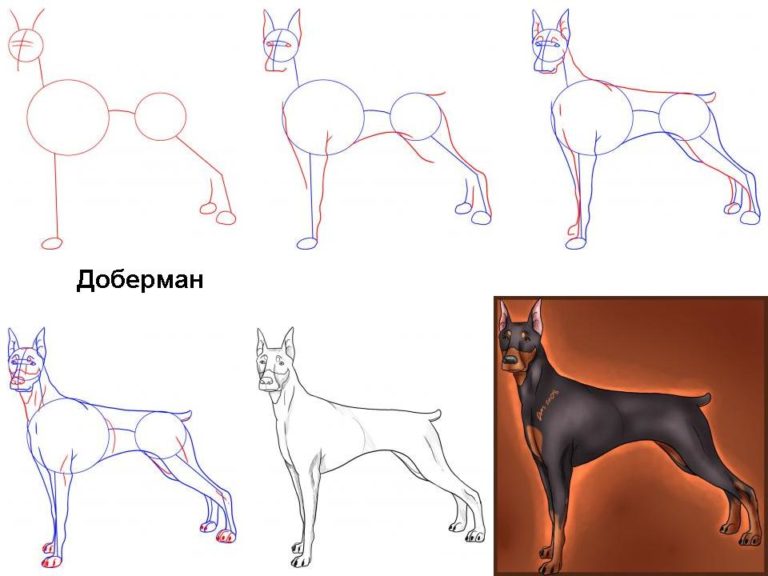 Рисунки для срисовки карандашом собаки — Поэтическая комната 