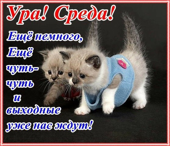 Сегодня среда #юмор #приколы 