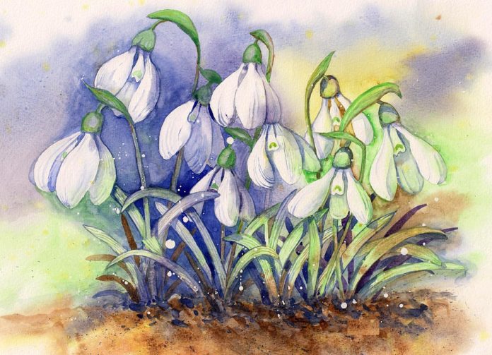 How to draw snowdrops is easy for 