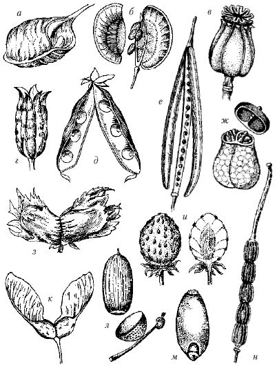Плод орган покрытосеменных растений