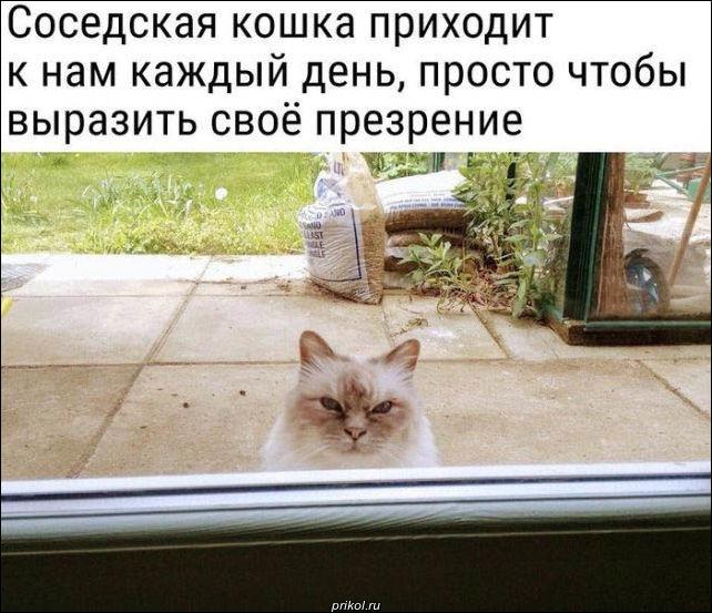 Котоматрица