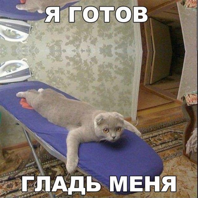 Котоматрица