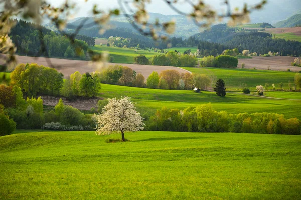 Где самая красивая весна