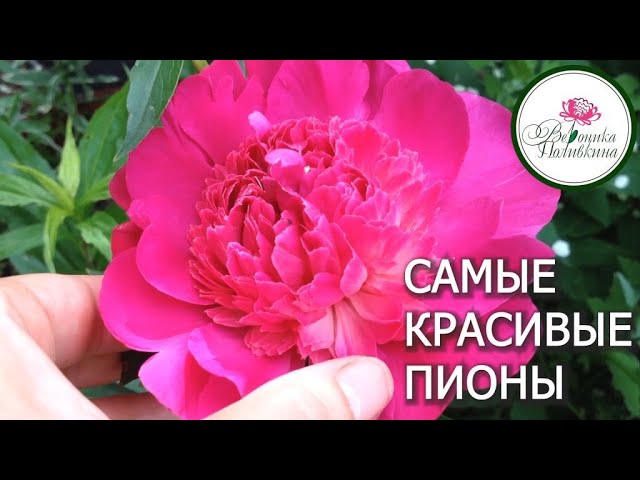 Самые красивые! ТОП-6 лучших сортов пионов