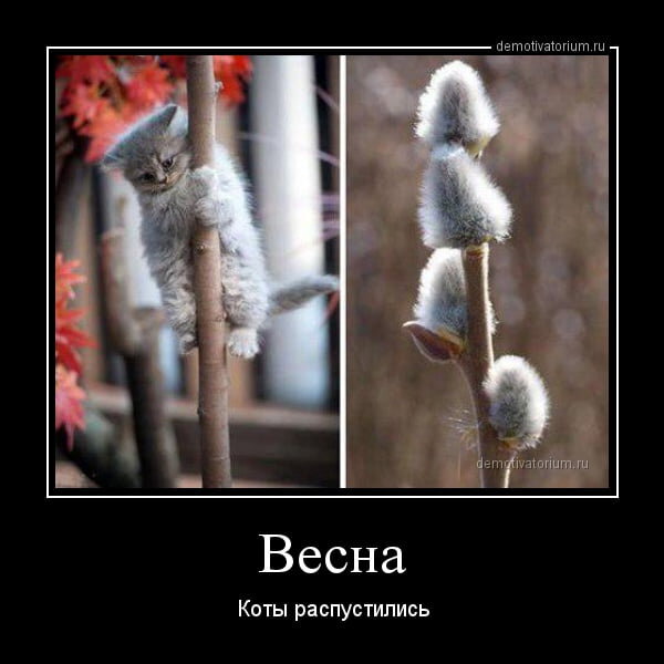 Коты И Весна Прикол 