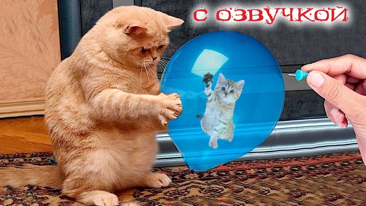 Самые смешные и экстравагантные уличные коты Петербурга 