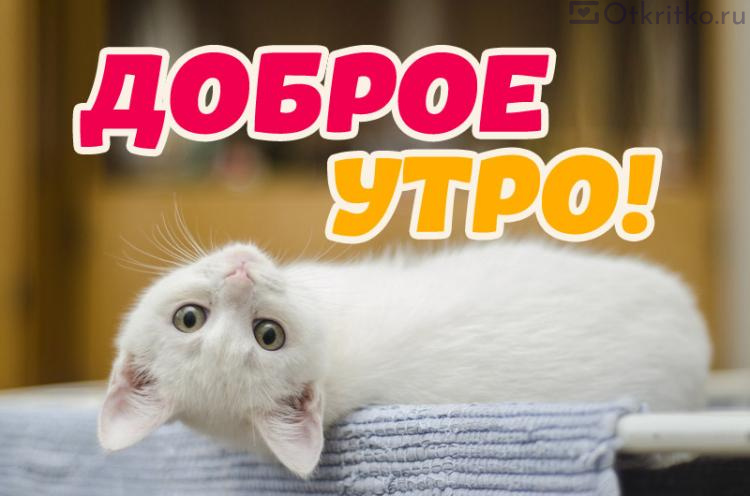 ДОБРОЕ УТРО , Котик Картинки Пожелания Добавь 