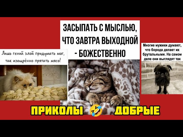 Анимашки с 1 апреля