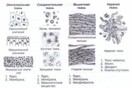 Анатомикум – купить в интернет-магазине 