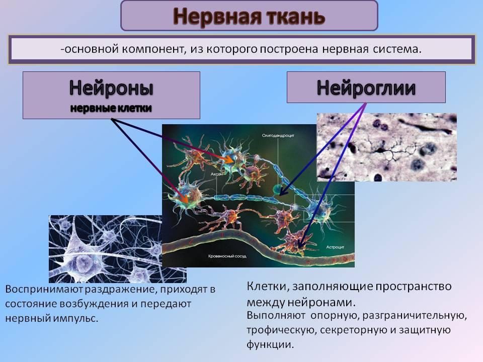 Типы нервных систем