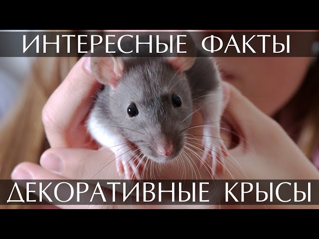 Юмор каждый день