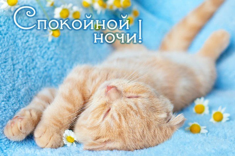 ♡Спокойной ночи и котята♡ 