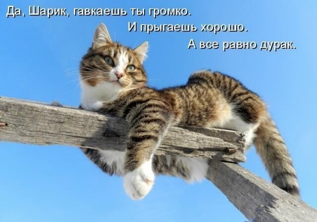 Смешные коты 