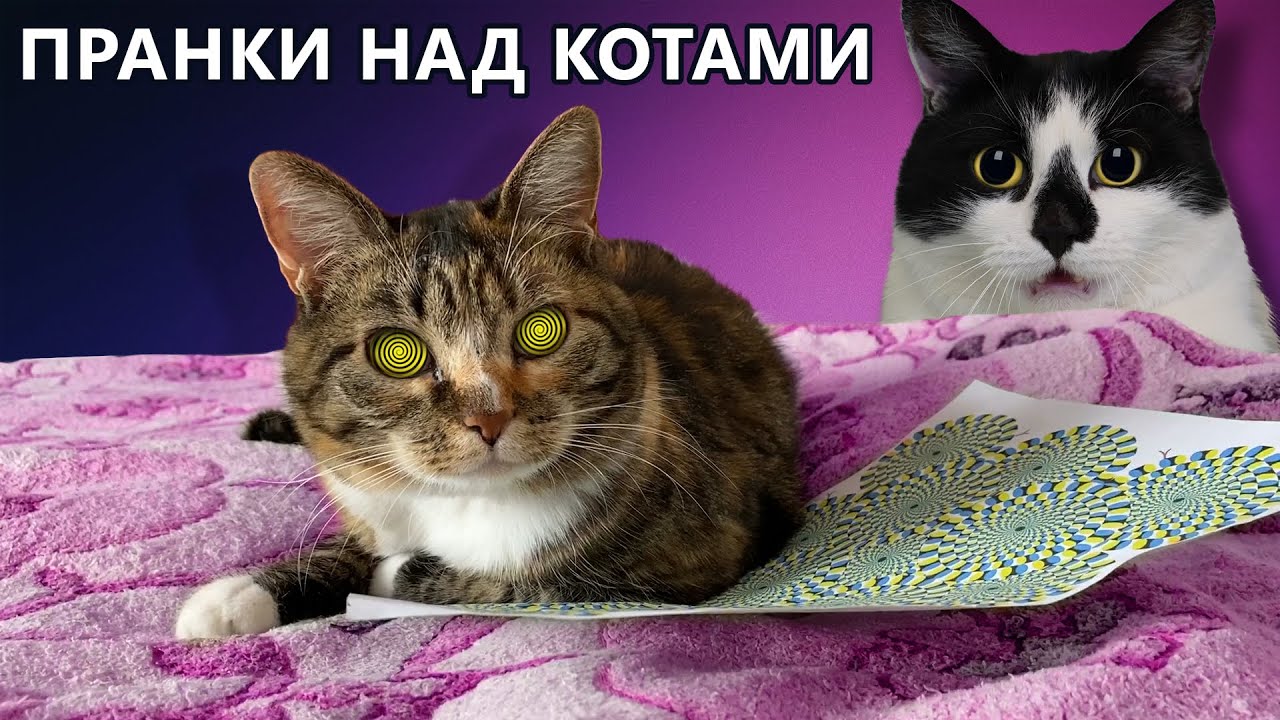 Забавные коты и кошки