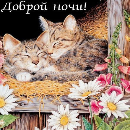 Доброй Ночи С Котиками Красивые 