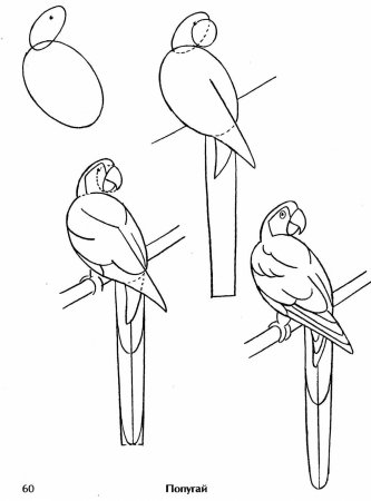 Как нарисовать попугая Ара поэтапно 4 урока