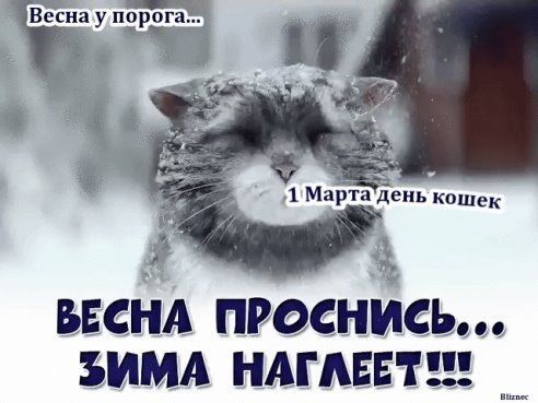 Животные, Няшные котята