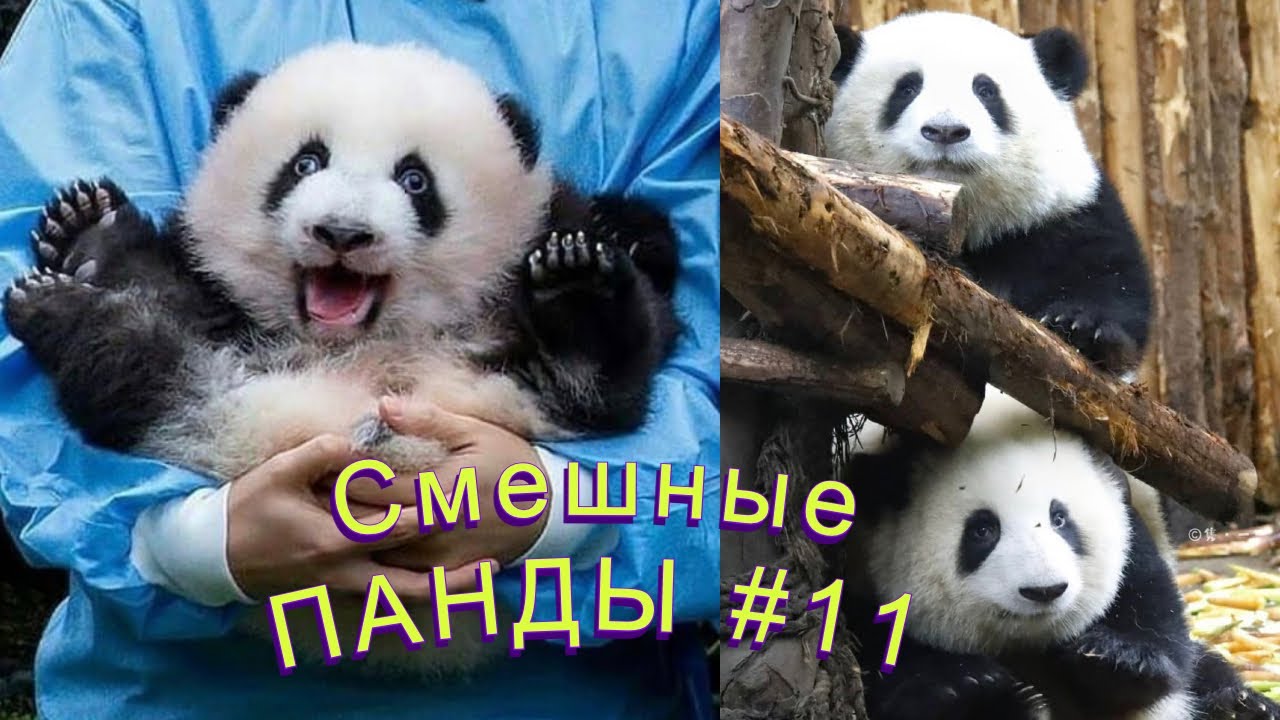 Смешные ПАНДЫ #11 / Лучшие приколы 2022 / Funny PANDA