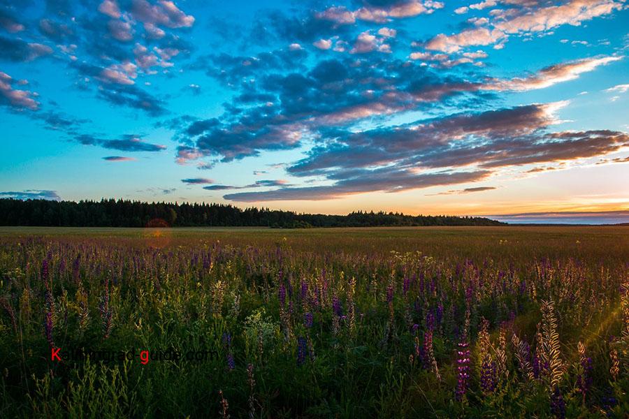 Русское поле на красивых фото