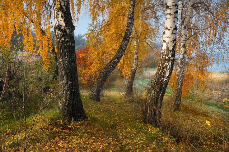 Скачать картинки Русская береза 