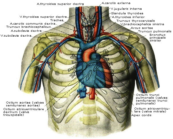 Сердце иллюстрация