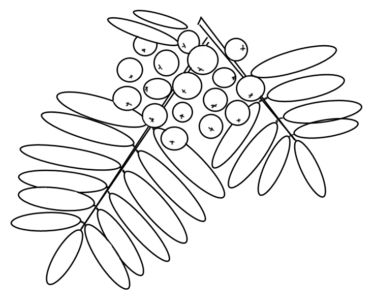 Раскраска Ветка рябины Распечатать 