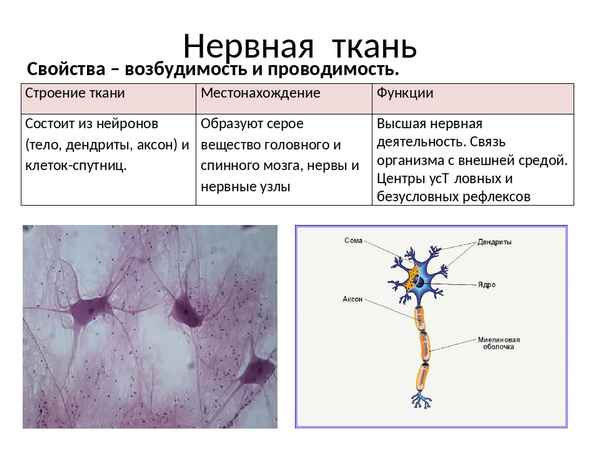 Ткани — урок