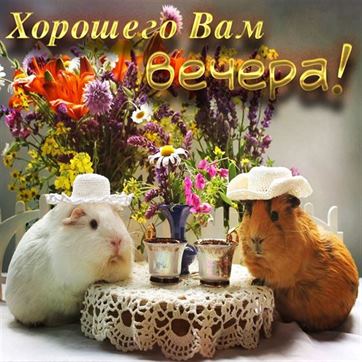 Добрый вечер #Уютного вечера #Пожелания 