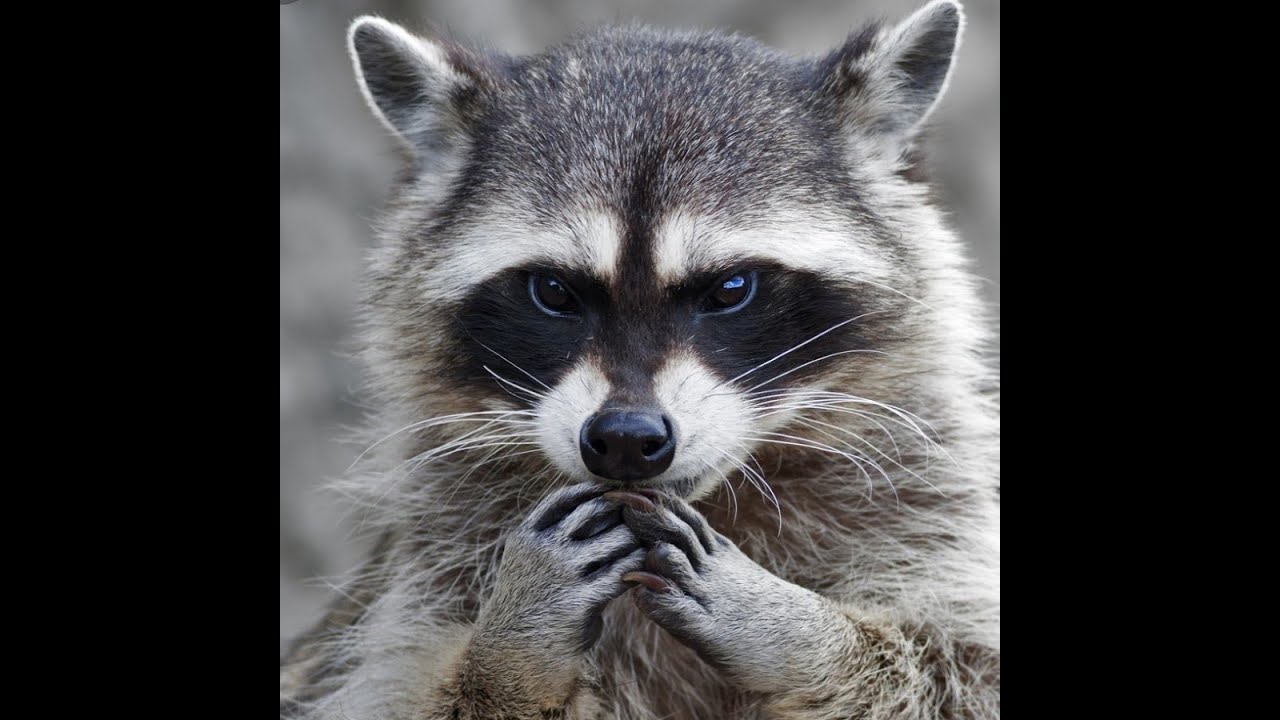 Best funny moments with raccoons