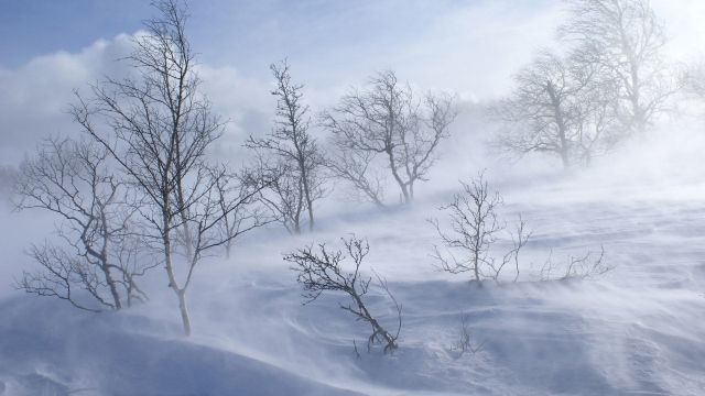 На Днепропетровщине сильный ветер валит деревья ФОТО, ВИДЕО 