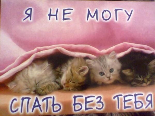 Котоматрица