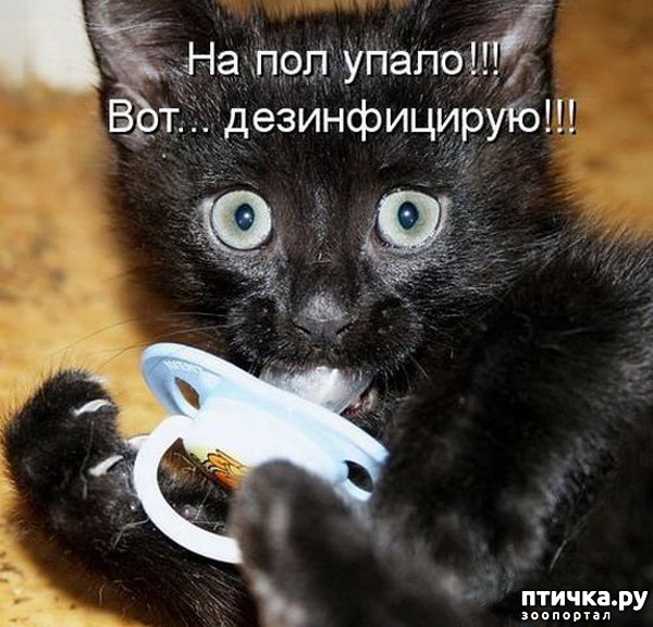 СМЕШНЫЕ ЖИВОТНЫЕ ❗🐱 ПРИКОЛЫ С КОТАМИ, СОБАКАМИ, ПОПУГАЯМИ И 