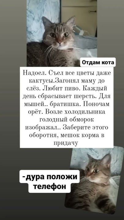 Котоматрица