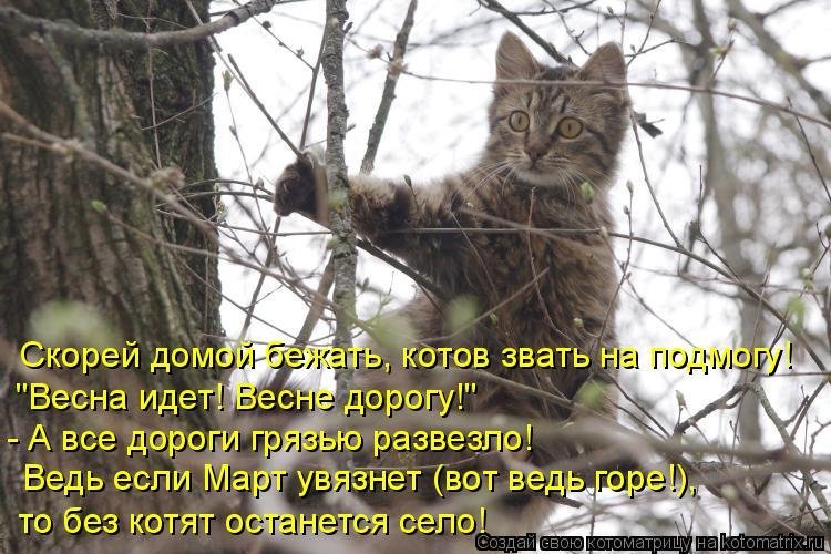 Мяу, весенний флаг с котом, желтые цветы, яркие цвета, милые 