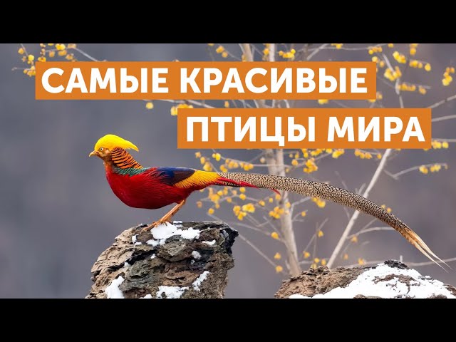 Птички красивые